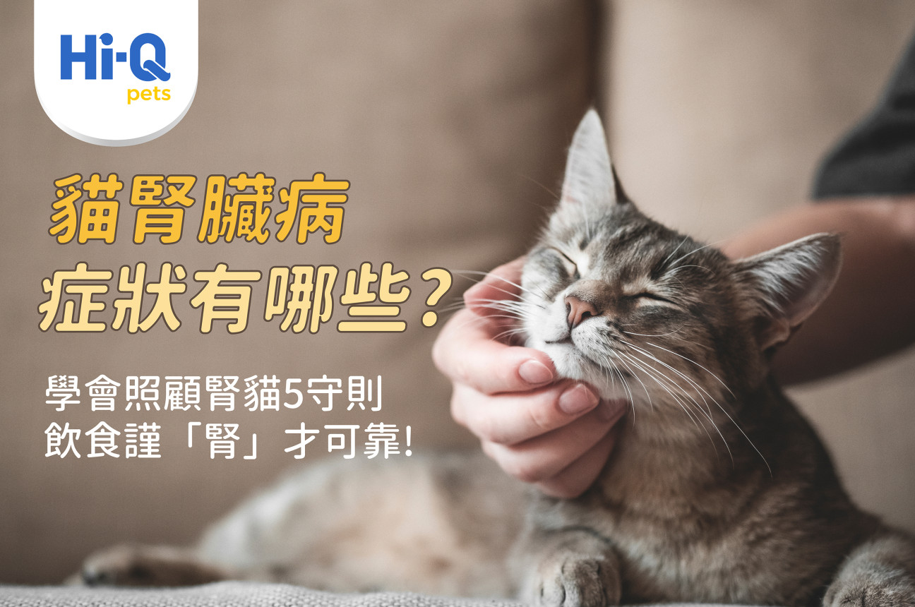 貓腎臟病症狀有哪些?學會照顧腎貓5守則,飲食謹「腎」才可靠!
