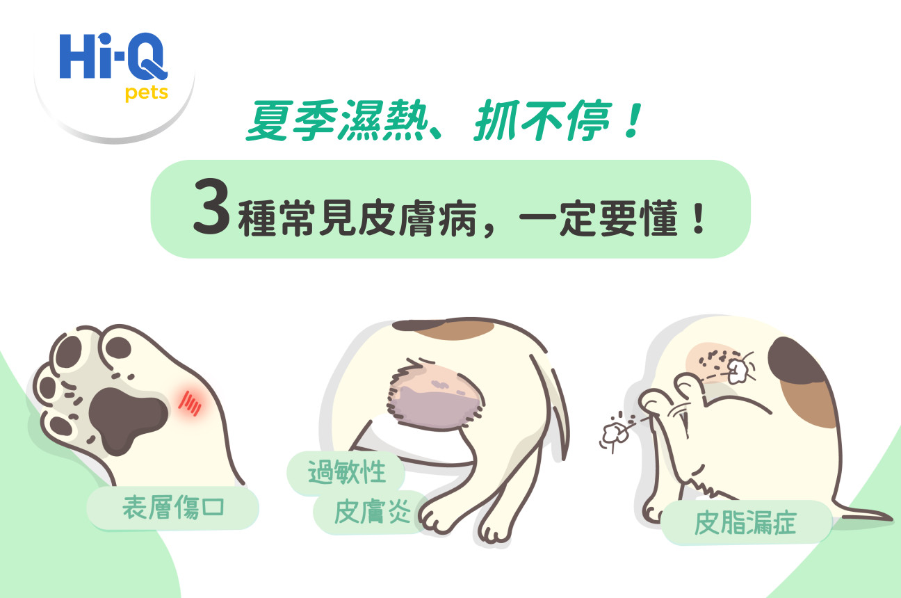 3種汪星人常見皮膚狀況