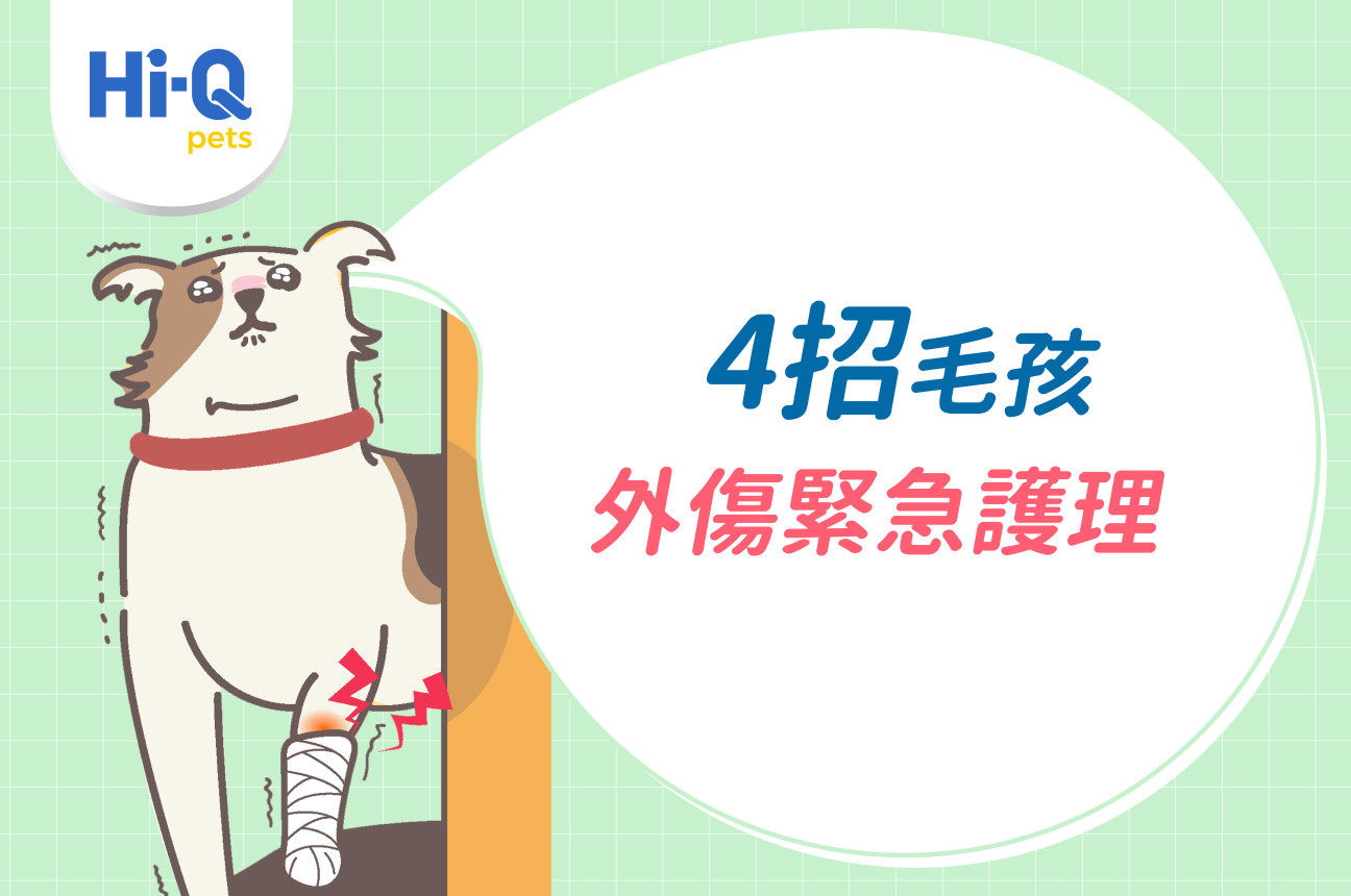 4招毛孩外傷緊急護理