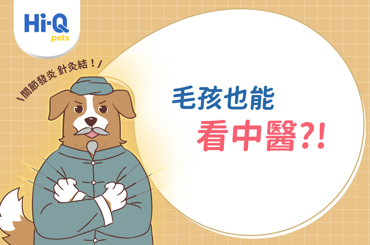 原來毛孩也可以針灸!簡映婷醫師告訴你「關節問題如何解」