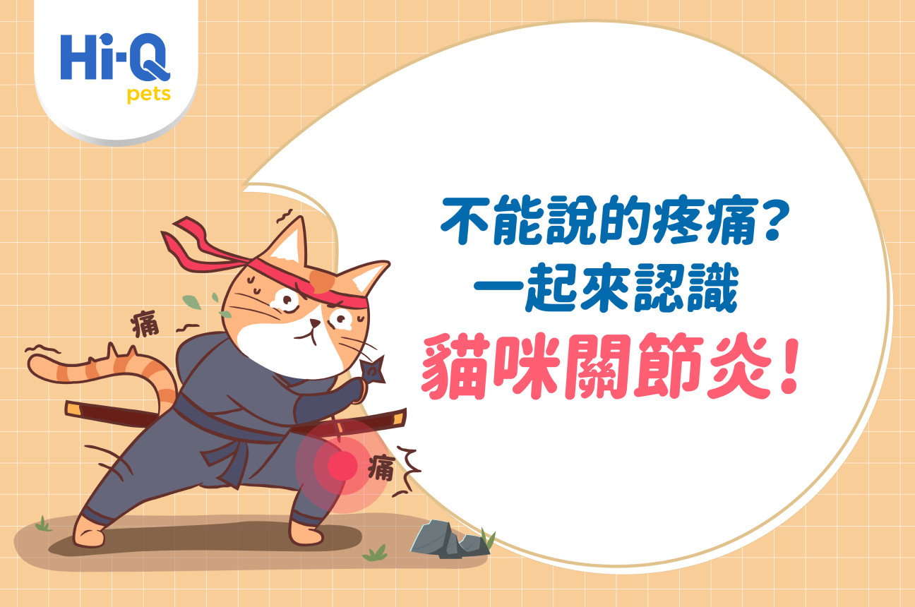 不能說的疼痛?教你早期發現貓咪關節炎!